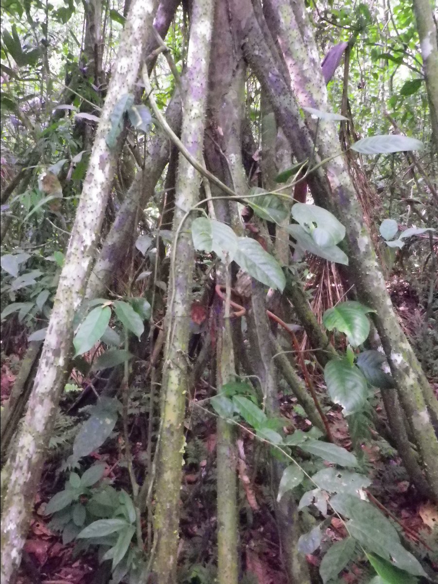 Amazon - Peru27